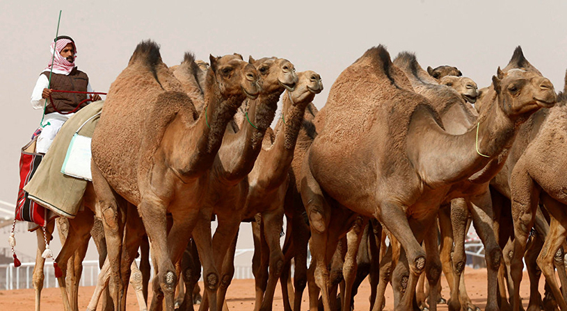 تعرفي على سبب تأجيل مهرجان الملك عبد العزيز للإبل